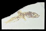 Trio of Fossil Fish (Knightia) - Wyoming #150361-1